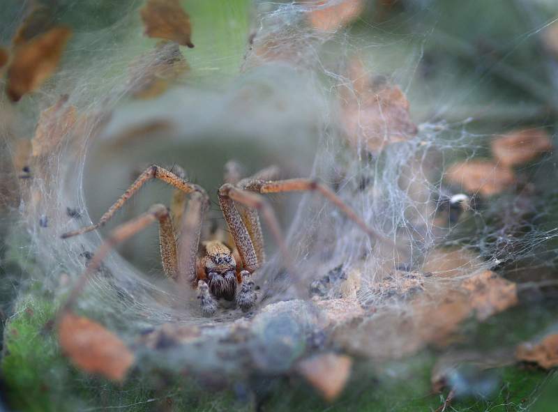 Will You Walk Into My Parlour - Sally Long.jpg - B